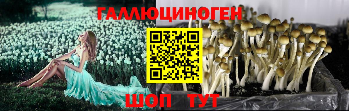 Берёзовский  Галлюциногенные грибы Cubensis  Вход с VPN 